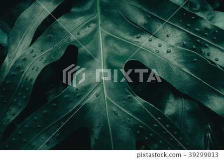 Green leaves in the dark  filter color effect 39299013