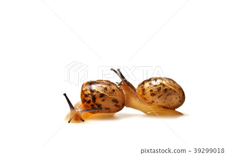 Snail, love, animal Snail, love, animal 39299018