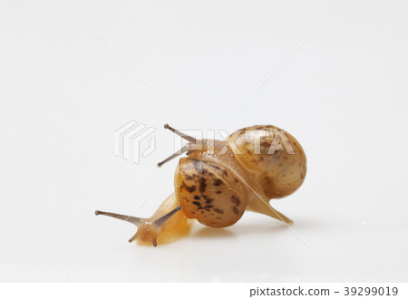 Snail, mating, animal 39299019