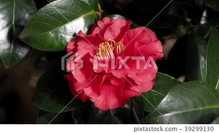 美麗的山茶花（自然紋理） 39299130