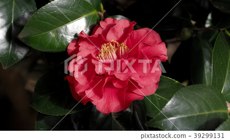 Beautiful camellia (natural texture) Beautiful camellia (natural texture) 39299131