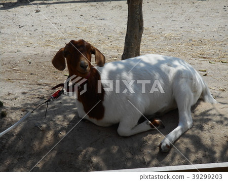 A staring goat A staring goat 39299203