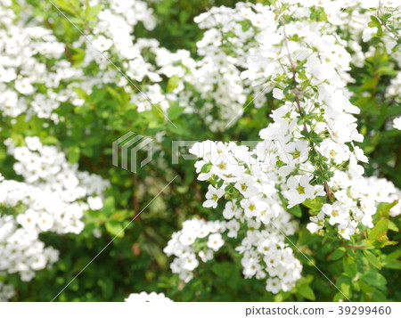 鮮花 鮮花 39299460