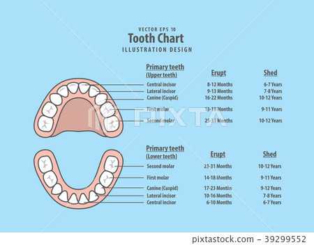 Tooth Chart Primary teeth with erupt & shed vector Tooth Chart Primary teeth with erupt & shed vector 39299552