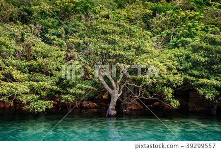 Urauchi river mangrove forest, Iriomote, Okinawa 39299557