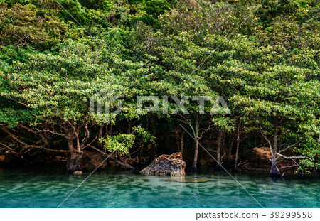 Urauchi river mangrove forest, Iriomote, Okinawa 39299558