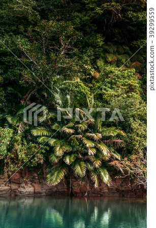 Urauchi river mangrove forest, Iriomote, Okinawa 39299559