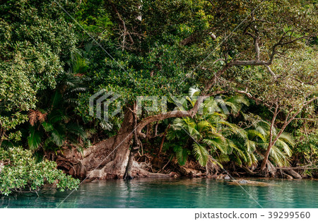 Urauchi river mangrove forest, Iriomote, Okinawa 39299560