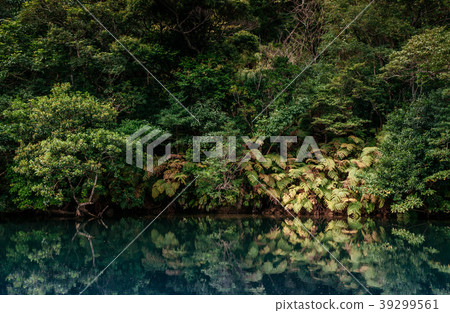 Urauchi river mangrove forest, Iriomote, Okinawa 39299561