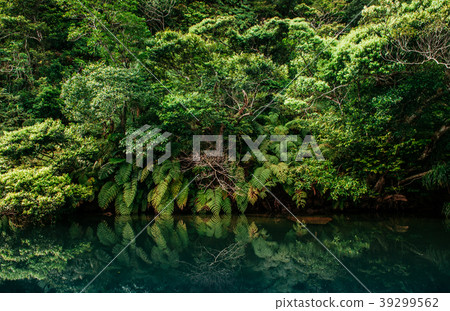 Urauchi river mangrove forest, Iriomote, Okinawa 39299562