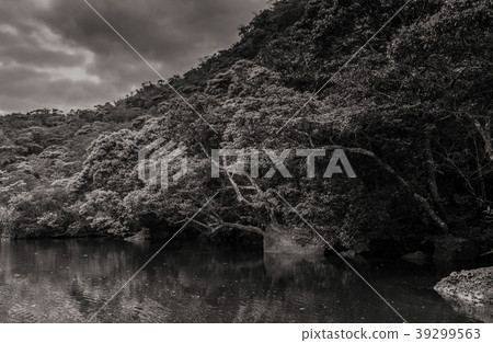 Urauchi river mangrove forest, Iriomote, Okinawa 39299563