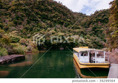 Urauchi river mangrove forest, Iriomote, Okinawa 39299564