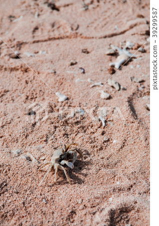 Small fiddler crab on tropical white sand beach Small fiddler crab on tropical white sand beach 39299587