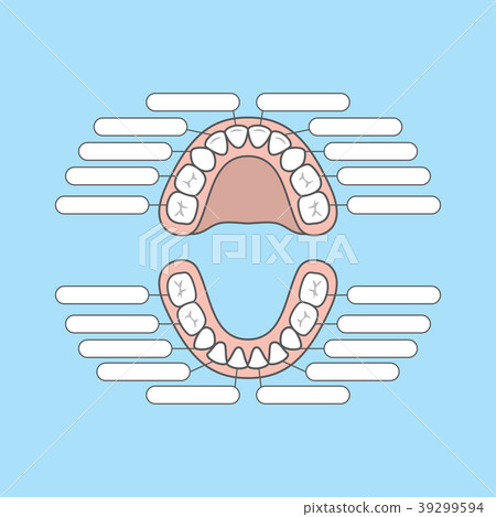 Tooth Chart Primary teeth Blank vector 39299594