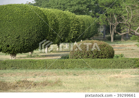 Row of Green Guards 39299661