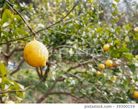 Setouchi lemon field Delta Island Setouchi lemon field Delta Island 39300159