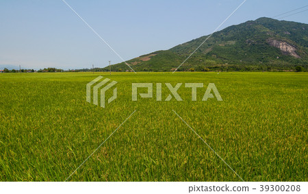 Rice field in Southern Vietnam 39300208