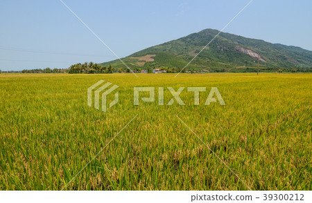 Rice field in Southern Vietnam Rice field in Southern Vietnam 39300212