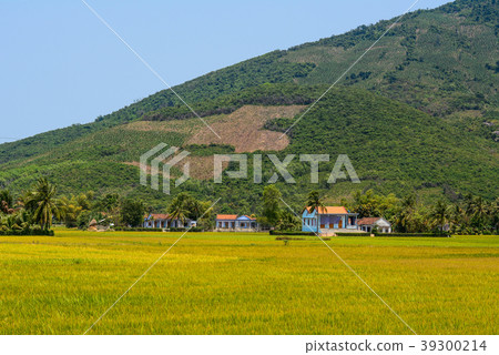 Rice field in Southern Vietnam 39300214