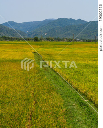 Rice field in Southern Vietnam Rice field in Southern Vietnam 39300216