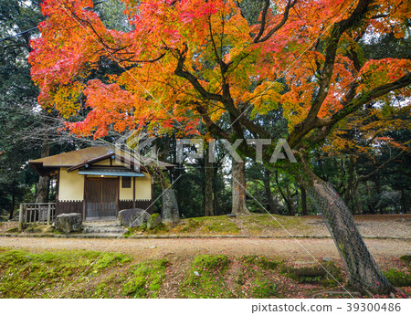Autumn scenery in Nara, Japan 39300486