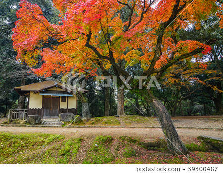 Autumn scenery in Nara, Japan Autumn scenery in Nara, Japan 39300487