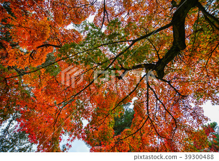 Autumn scenery in Nara, Japan Autumn scenery in Nara, Japan 39300488