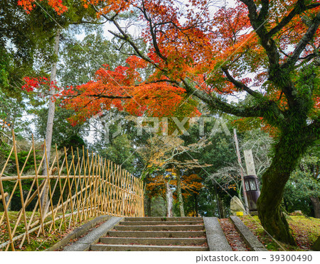 Autumn scenery in Nara, Japan 39300490