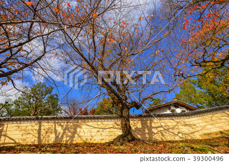 Autumn scenery in Nara, Japan Autumn scenery in Nara, Japan 39300496