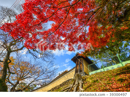 Autumn scenery in Nara, Japan Autumn scenery in Nara, Japan 39300497