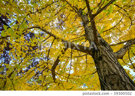 Autumn scenery in Nara, Japan Autumn scenery in Nara, Japan 39300502