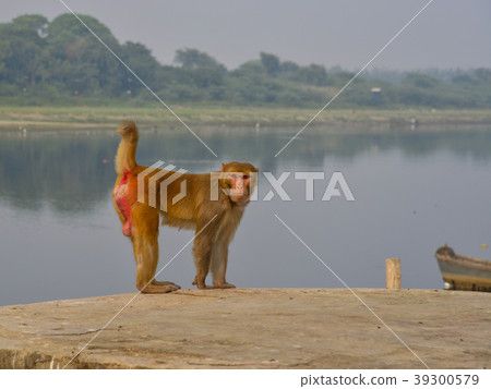 A wild monkey in Agra, India A wild monkey in Agra, India 39300579