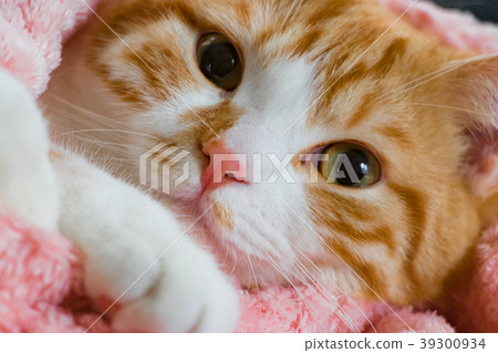 Very cute tea white cat 39300934