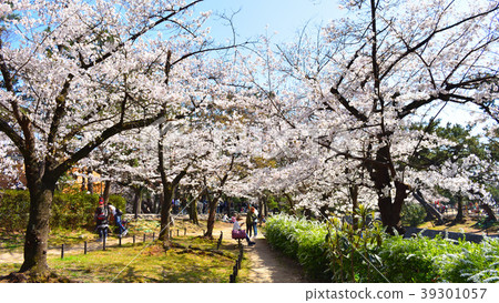 櫻花淀川公園 39301057