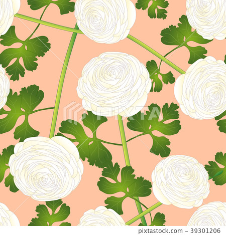 White Ranunculus Flower on Salmon Pink Background White Ranunculus Flower on Salmon Pink Background 39301206