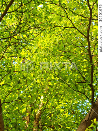 green leaves of TERMINALIA IVORENSIS tree 39301676
