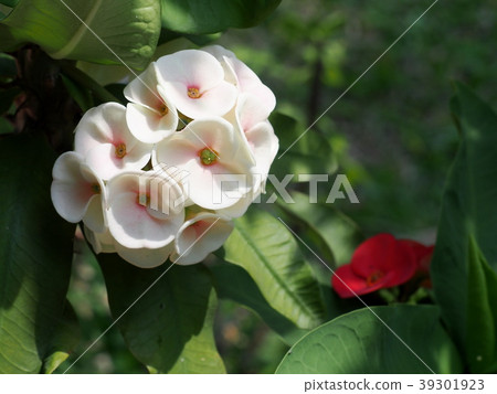 soft pastel colour group flowers crown of thorns soft pastel colour group flowers crown of thorns 39301923