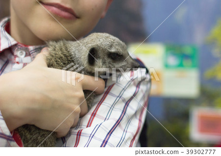 Surikat in the hands of a child Surikat in the hands of a child 39302777