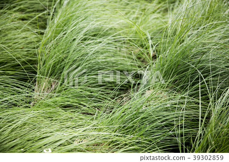 high green grass on windy. 39302859