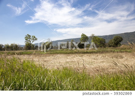landscape medow and mountain in summer 39302869