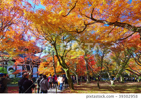Kyoto in autumn (autumn leaves of Tofukuji) Kyoto in autumn (autumn leaves of Tofukuji) 39302958
