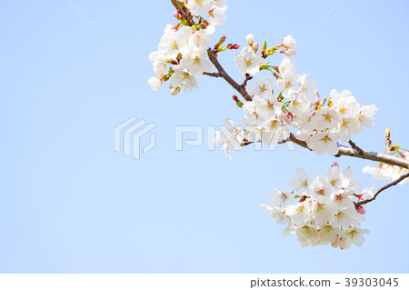 Yoshino cherry tree 11 39303045