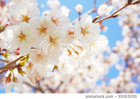 Yoshino cherry tree 4 39303050