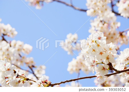 Yoshino cherry tree 6 39303052