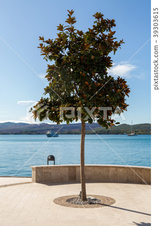 low tree is growing on the waterfront low tree is growing on the waterfront 39303615