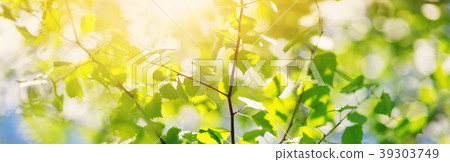 New birch leaves 39303749