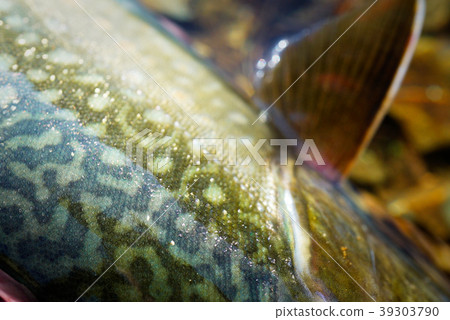 Char Char 39303790