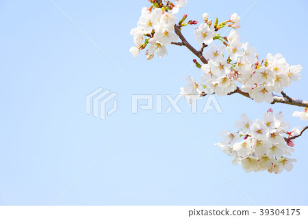 Yoshino cherry tree 12 39304175