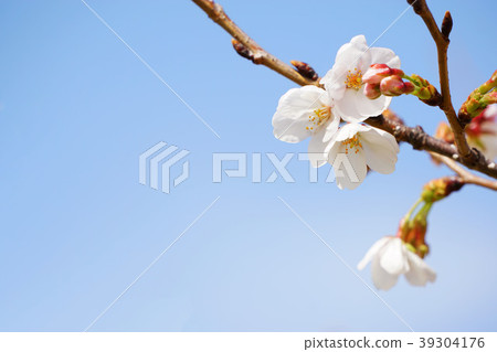 Yoshino cherry tree 13 39304176