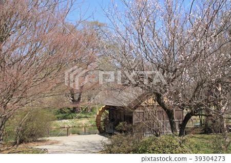 Azumino spring plum blossoming water mill Azumino spring plum blossoming water mill 39304273